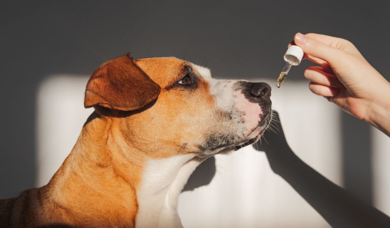 Are There Different Kinds of CBD to Give My Pets?