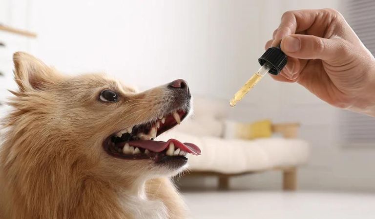 How Often Can I Give My Dog CBD Tincture?