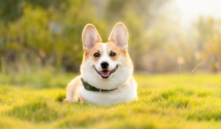 Can I give CBD gummies to a dog?